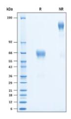SDS-PAGE (ICOSLG-051H).jpg